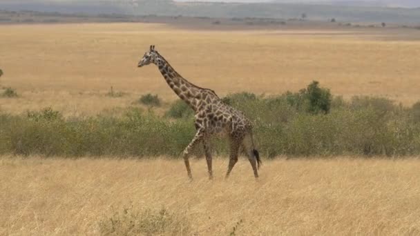 Masai Giraffe Walking Open Plains — Stock Video