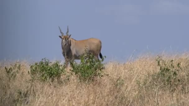 Masai Mara非洲的共同土地 — 图库视频影像