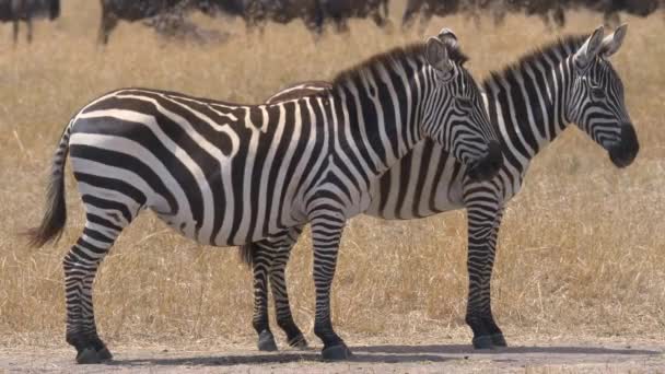 Two Zebras Kenya — Stock Video