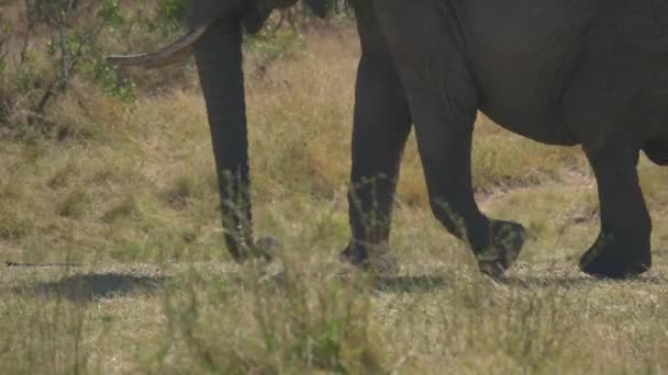 Elefante Ambulante Masai Mara — Video Stock