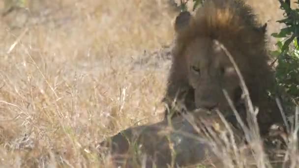 Lions Playing Mating — Vídeo de Stock