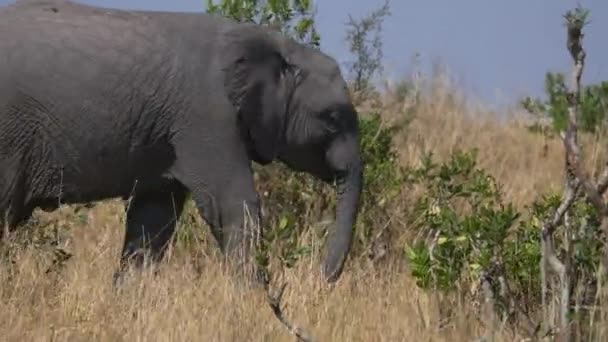 Elephant Calf Walking Masai Mara — Video Stock