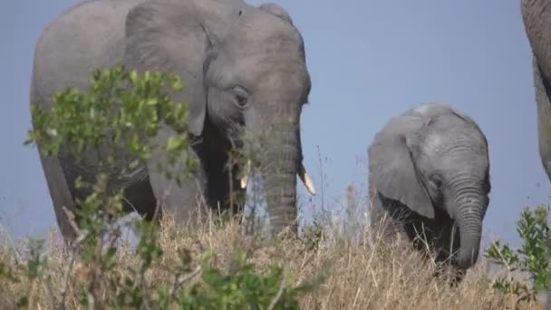 Ελέφαντες Μοσχάρι Στο Masai Mara — Αρχείο Βίντεο