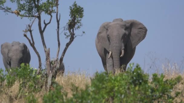 Elefanter Sett Genom Torrt Gräs — Stockvideo