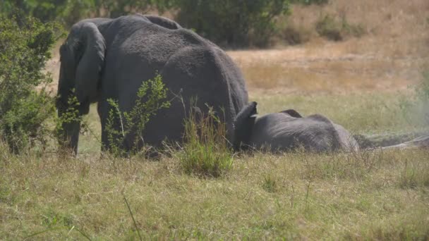 Éléphants Grimpant Sur Une Petite Rive — Video