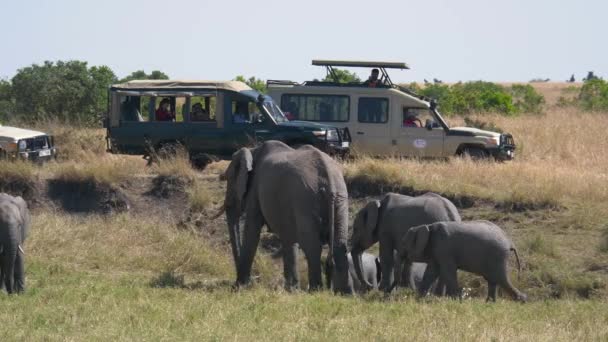 Elephants Calves Walking Cars — Stok Video