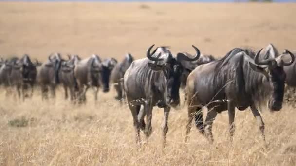 Wildebeests Rebanho Andando Masai Mara — Vídeo de Stock