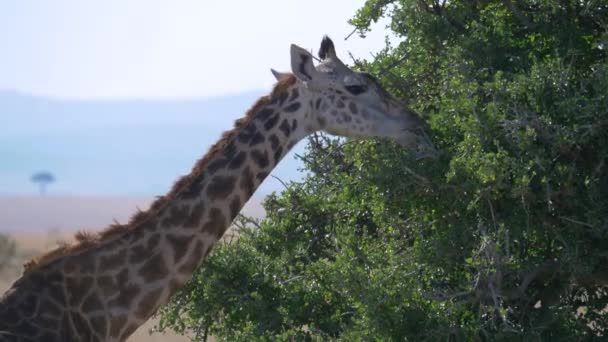 Giraffe Eating Tree — Stock Video