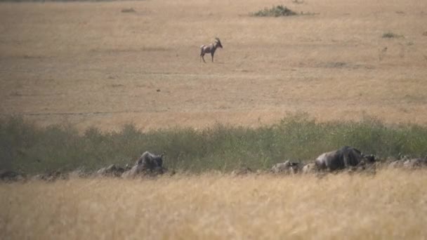 Antelope Topi Berdiri Dekat Kawanan Nyamuk — Stok Video