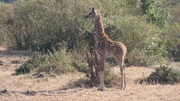 Giraffe Calf Masai Mara — Stock Video