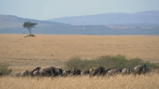 Wildebeests Sulla Savana — Video Stock