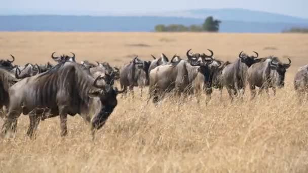 Vilddjur Vandrar Masai Mara — Stockvideo