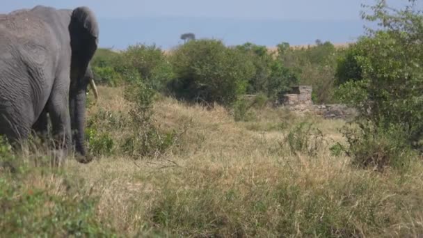 Gajah Sabana Afrika — Stok Video