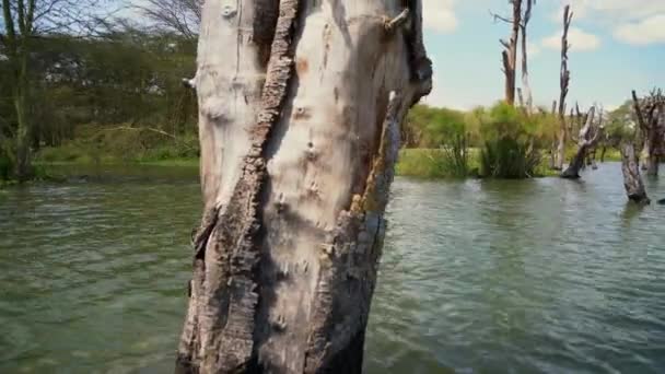 Hippos Slapen Lake Naivasha Kust — Stockvideo