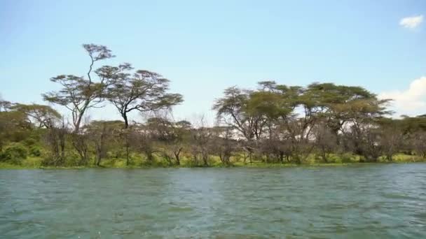 Bomen Langs Oever Van Het Naivasha Meer — Stockvideo