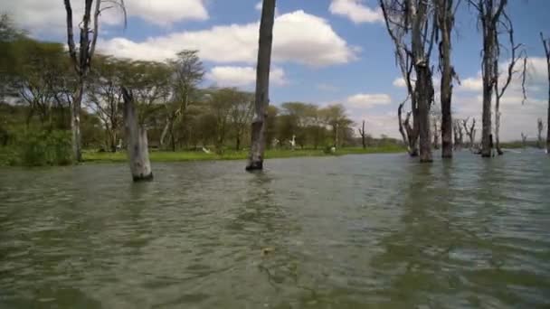 Σκάφος Που Φθάνει Στην Ακτή Της Λίμνης Naivasha — Αρχείο Βίντεο