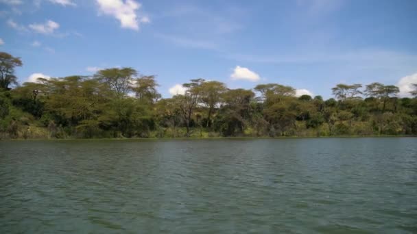 ナイバシャ湖沿いの木 — ストック動画
