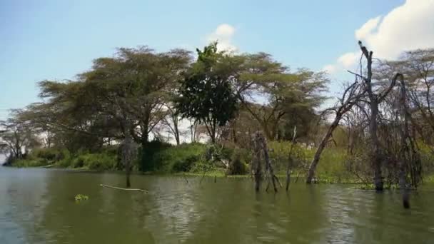 Árvores Longo Costa Lago Naivasha — Vídeo de Stock