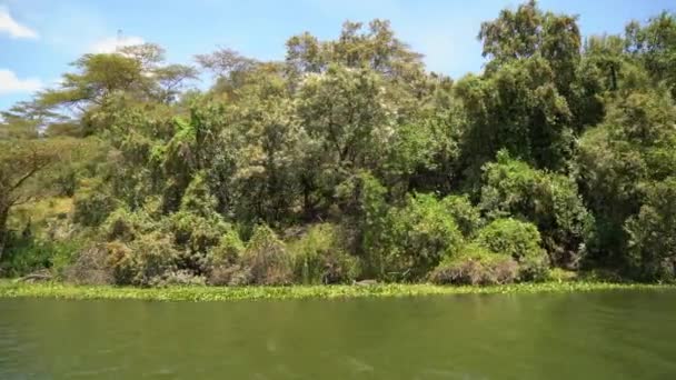 ナイバシャ湖沿いの緑の木 — ストック動画