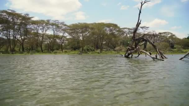 Bladlösa Träd Med Fåglar Sjön Naivasha — Stockvideo