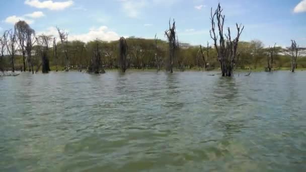 Getrocknete Bäume Einem Flussufer — Stockvideo