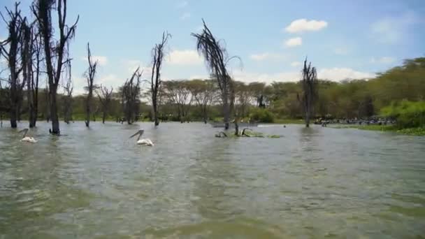 Boot Verlässt Ufer Des Naivasha Sees — Stockvideo
