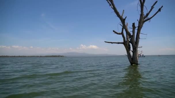 Arbre Sans Feuilles Dans Lac Naivasha — Video