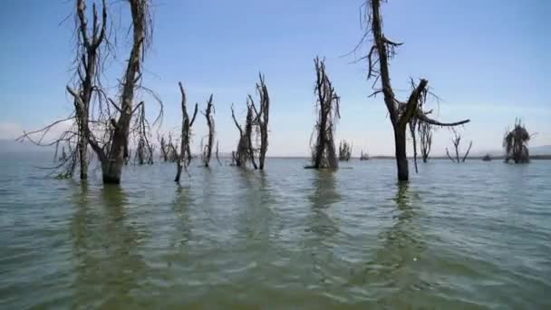 Sušené Kmeny Stromů Vodě — Stock video