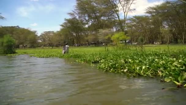 Hidacinto Água Lago Naivasha — Vídeo de Stock