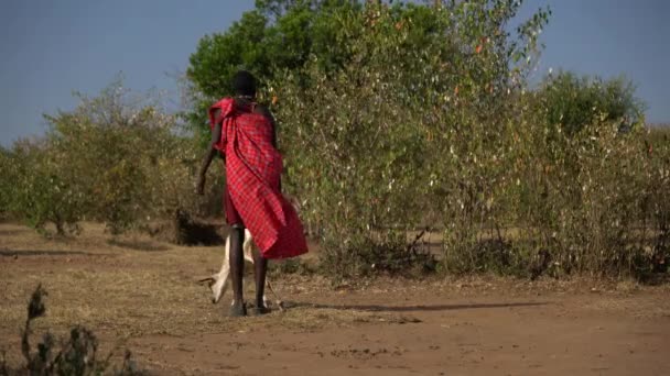 Masai Mies Kädessään Vuohi — kuvapankkivideo