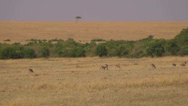 Flocken Thomsons Gaseller Masai Mara — Stockvideo