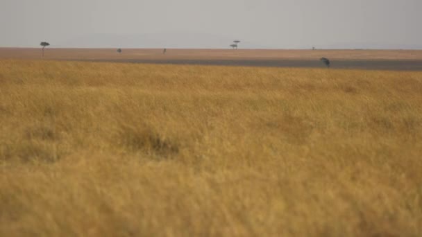 Die Masai Mara Savanne — Stockvideo