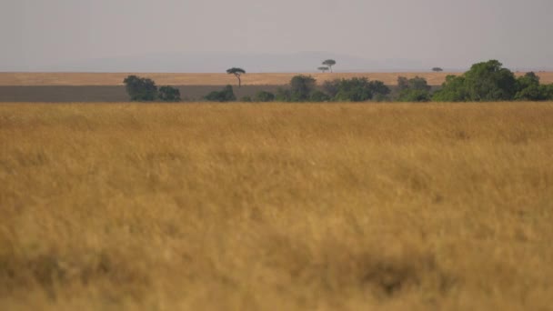 Die Offenen Ebenen Der Masai Mara — Stockvideo