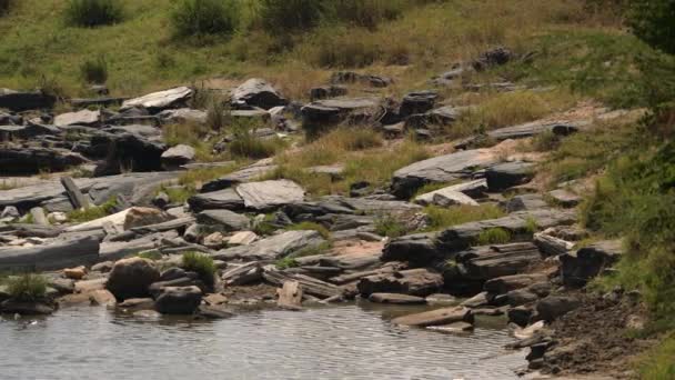 Río Con Rocas Masai Mara — Vídeo de stock