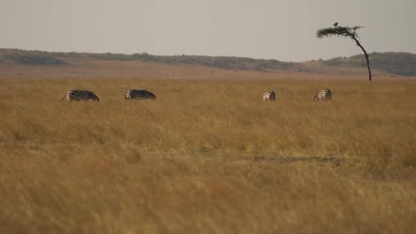 Zebre Pascolo Vicino Albero Acacia — Video Stock