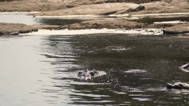 Hippos Maasai Mara National Reserve — Stock Video