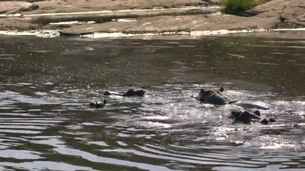 Hippos Het Water Masai Mara — Stockvideo