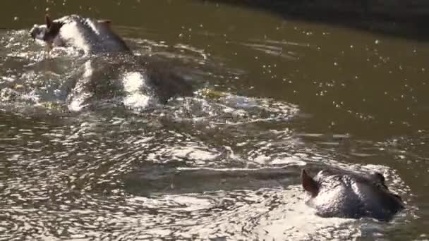 川でのカバの入浴 — ストック動画