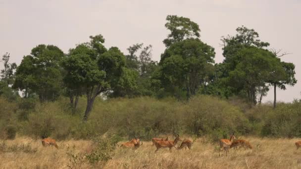 Impalas Masai Mara — Stockvideo