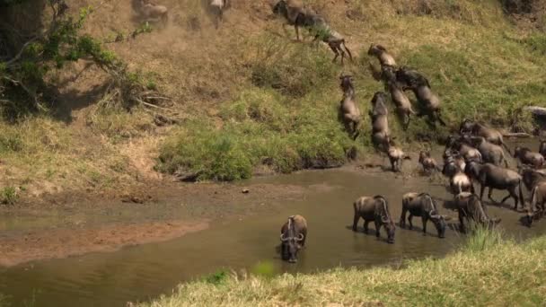 Gnus Dricksvatten Och Klättring Flodstrand — Stockvideo