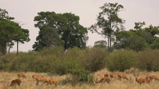 Impala Herd Bushes Trees — Vídeo de Stock