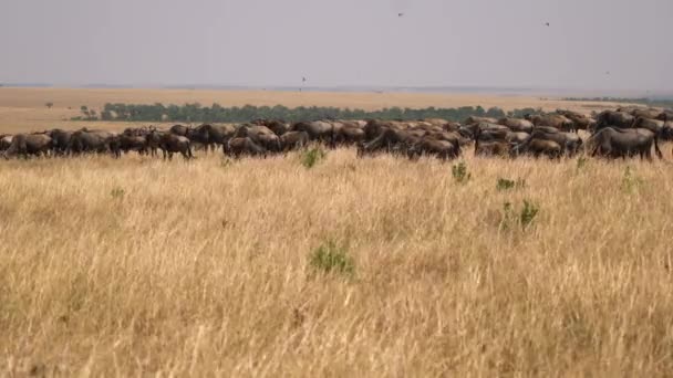 Gnus Csorda Afrikai Szavannán — Stock videók