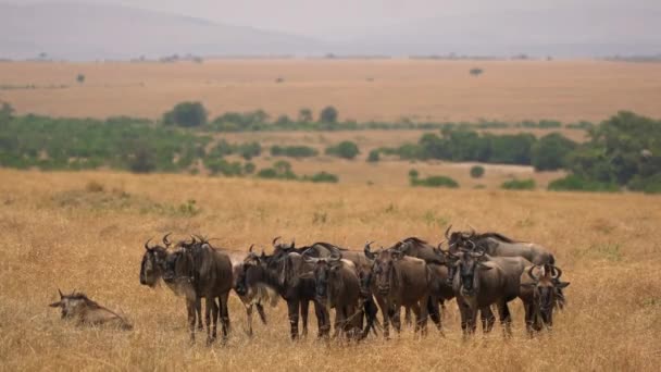 Groep Van Gnus Masai Mara — Stockvideo