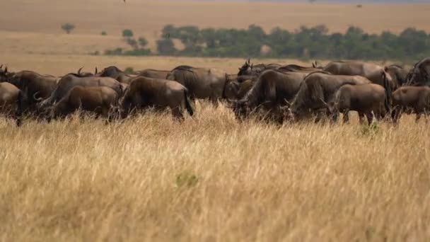 Hjord Vilda Djur Afrikansk Savann — Stockvideo