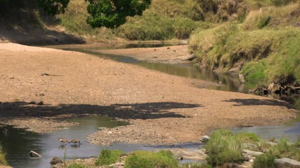 Twee Vogels Drinken Uit Een Rivier — Stockvideo