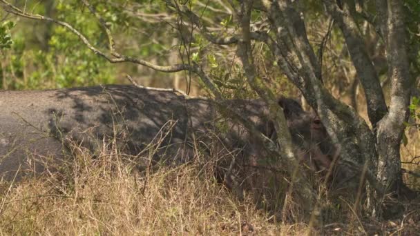 Nilpferd Ruht Masai Mara — Stockvideo