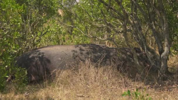 Hippopotame Repos Afrique Gros Plan — Video