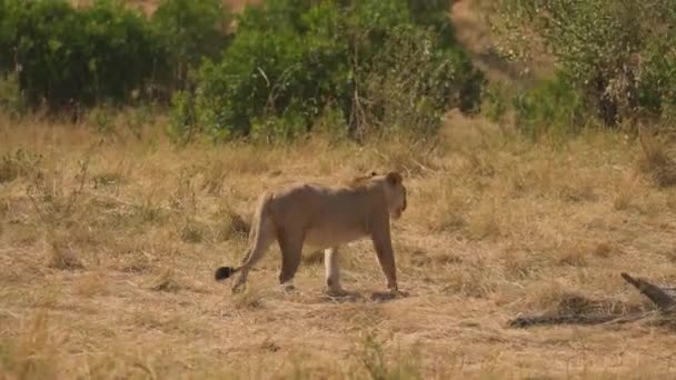 Afrikanska Lejoninnan Går Masai Mara — Stockvideo