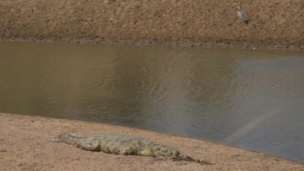 Crocodile Banks Mara River — Stock Video