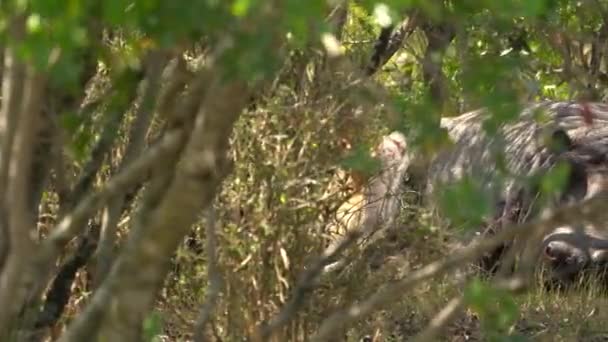 Hipopótamo Dormindo África Masai Mara — Vídeo de Stock